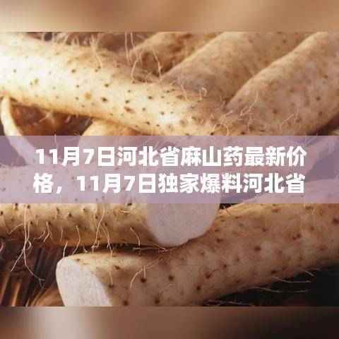 独家爆料,河北省麻山药最新行情及价格走势揭秘(11月7日)