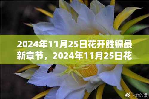 2024年11月25日花开胜锦,绚烂绽放的浪漫之旅最新章节