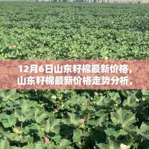 山东籽棉最新价格动态,走势分析与观点探讨(12月6日)