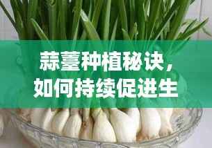 蒜薹种植秘诀,如何持续促进生长,蒜薹不断生长小技巧