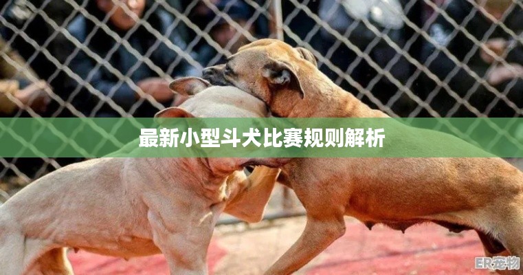 最新小型斗犬比赛规则解析