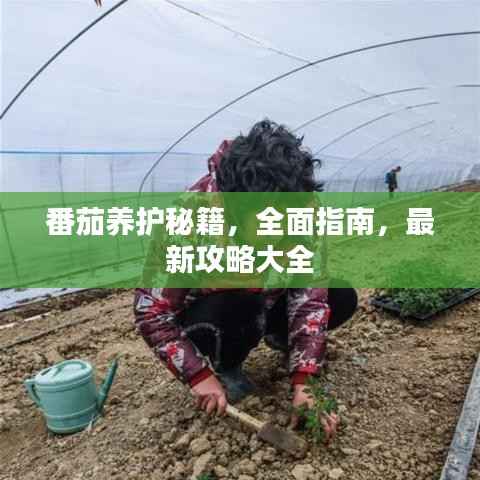 番茄养护秘籍,全面指南,最新攻略大全