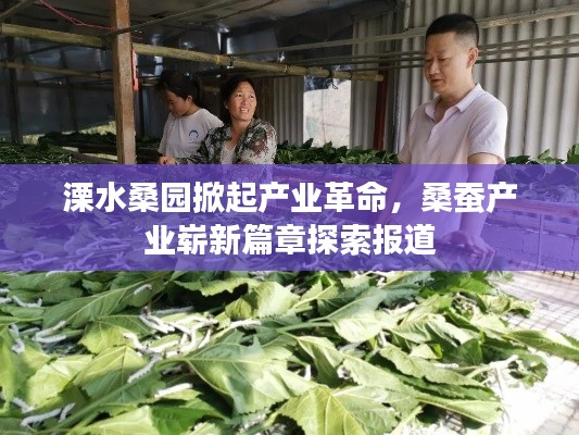 溧水桑园掀起产业革命,桑蚕产业崭新篇章探索报道